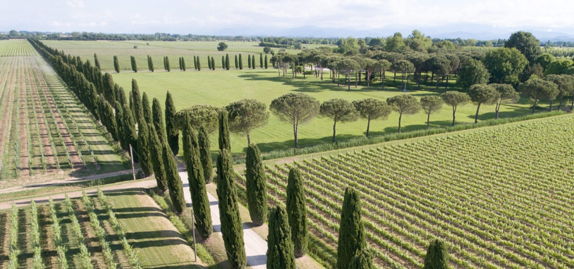 Vinogradi za Kylie Minogue Wines vina
