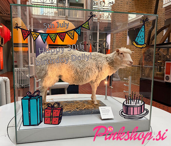 Dolly, prva klonirana ovca, muzej National Museum of Scotland, Edinburgh, foto Pinkshop.si