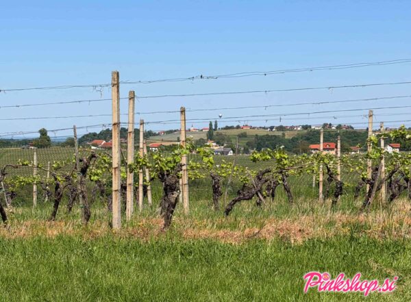 Kog, vinogradi, foto Pinkshop.si