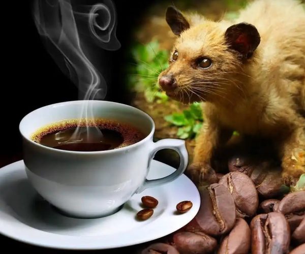 Kopi Luwak, najdražja kava, Pinkshop.si