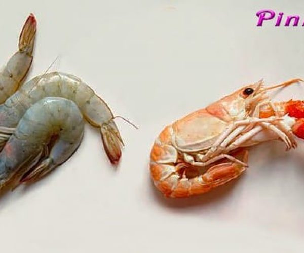 Razlika med kozicami in škampi, Pinkshop.si