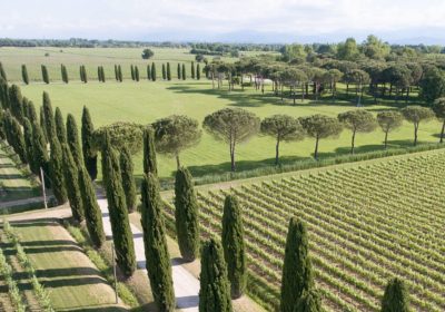 Vinogradi za Kylie Minogue Wines vina