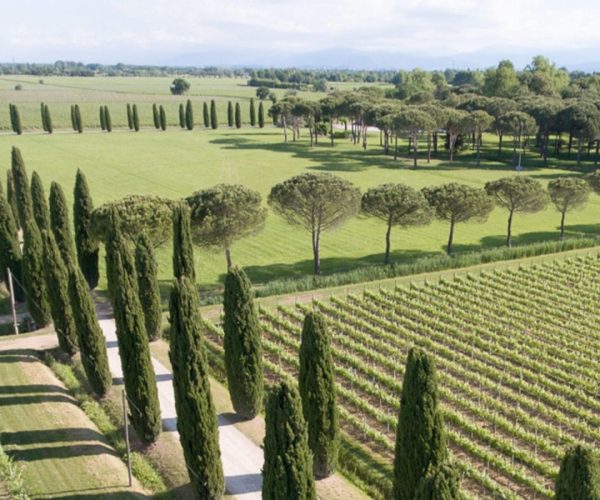 Vinogradi za Kylie Minogue Wines vina